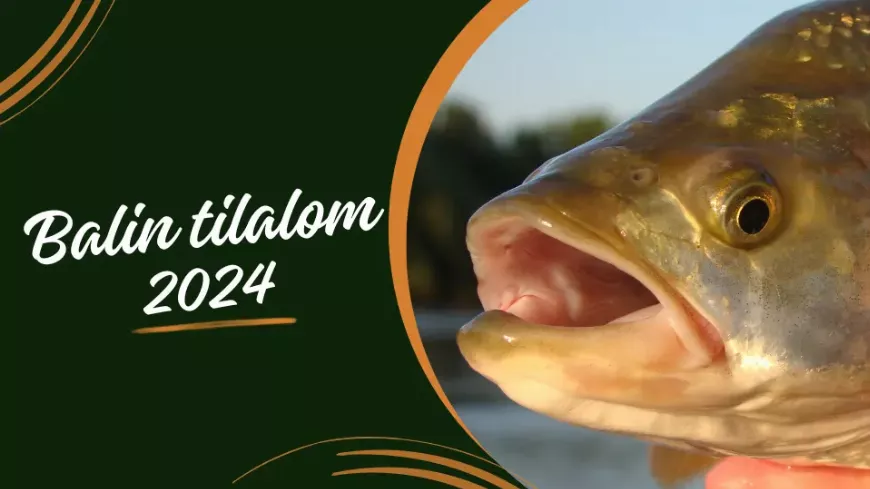 Balin tilalom 2024 – mindjárt itt van, kíméljük az ívási időszakban!